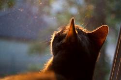 开云体育平台APP-冰与火之歌，韩国队险胜的冷静棋局与陈雨菲点燃的滚烫战意