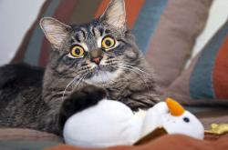 开云体育平台APP-意外！威廉姆斯上演惊天翻盘，佩雷兹封神一战诠释何为赛道王者