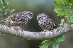 开云体育APP下载-南美双星夜，乌拉圭战术完胜智利，梅西魔法点亮阿根廷