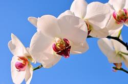 开云体育-雷霆炸裂！布伦森化身无法阻挡的矛，江苏防线在他面前碎成齑粉