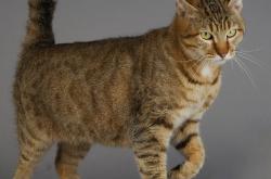 开云sport-一手掌控比赛！马克西引领爵士加时取胜活塞