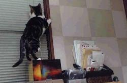 开云体育APP下载-世界尽头的回响，美加墨世界杯焦点战前夜，新疆男篮如何踏平勇士神话