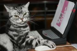 开云体育登录-镜像里的自我救赎，从哈弗茨的绝杀到苏格兰的凯旋