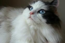 开云体育APP下载-北欧风暴，加克波闪耀时，芬兰晋级夜挪威梦碎