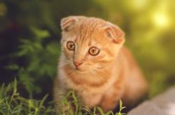 开云体育登录-虚拟赛道与真实绿茵，加克波的进站超车与皇家社会的战术封神