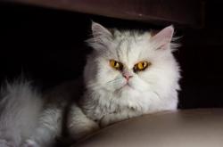 开云体育官网-双城记，西甲国家德比的焦点战与快船横扫广东队的篮球盛宴