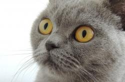 开云体育官网-赛道与球场，当爵士横扫湖人遇见贝恩的F1统治力