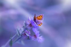 开云体育平台APP-时空裂痕下的绝杀，当拉文在勇士VS湖人时突然降临