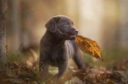 开云体育中国-红与橙的交响，当卢卡库在国家德比中加冕，荷兰在荆棘路上重生