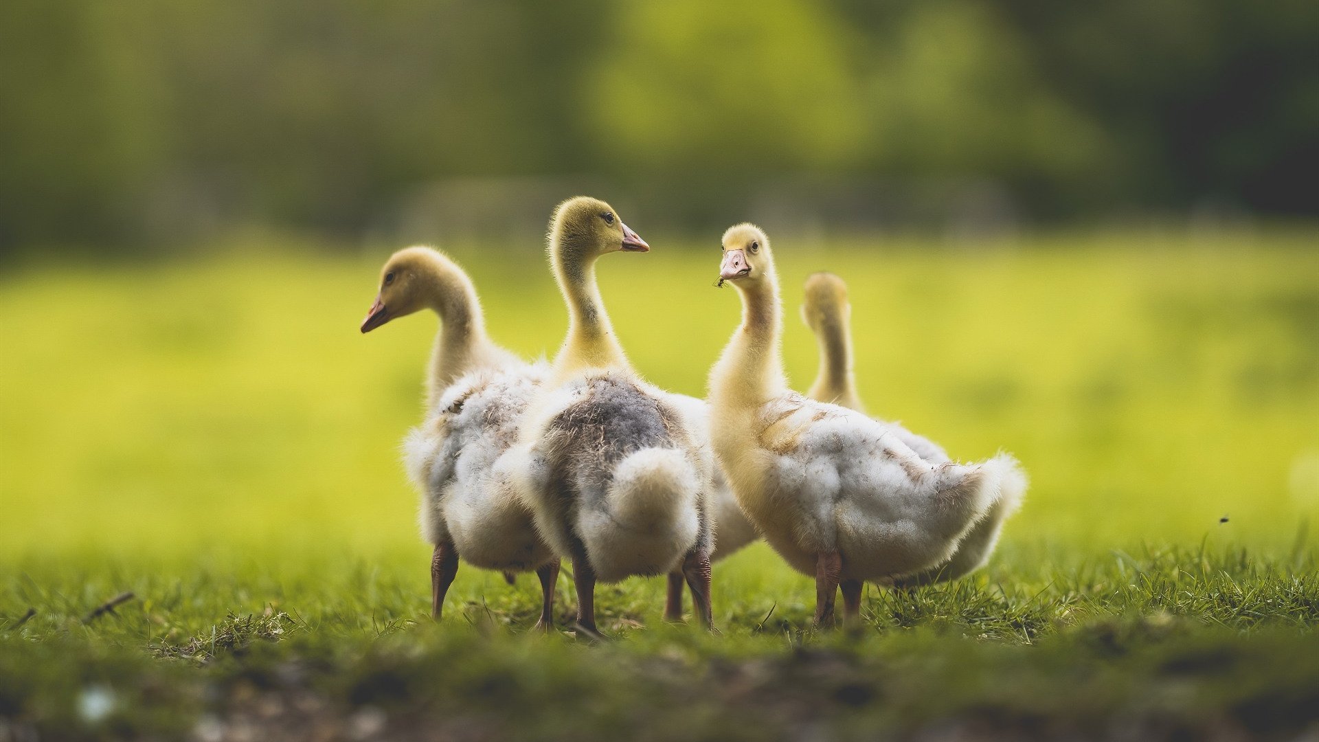 18岁的心脏，72分钟的铁血，加维用最古老的方式为斗牛士正名
