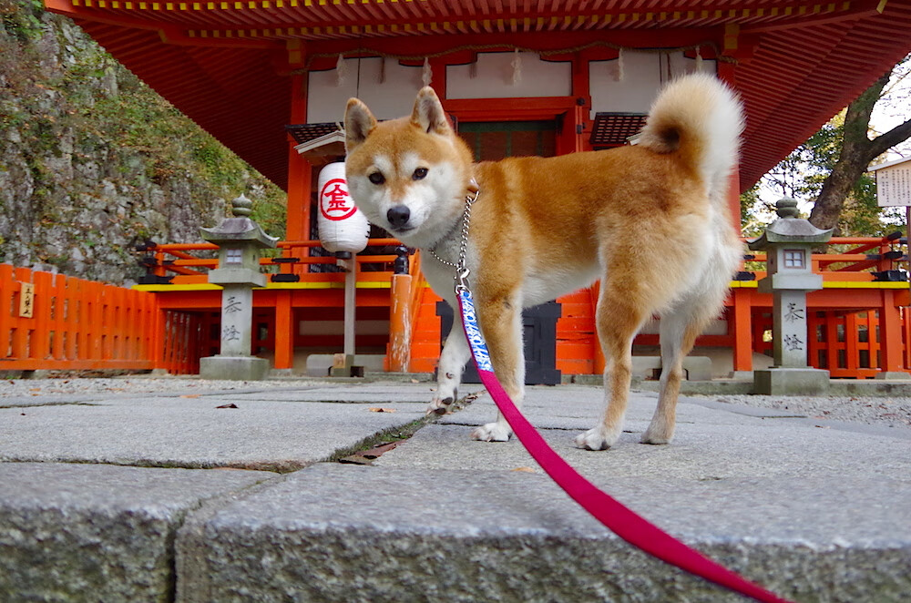 回响，老将与新王在纽博格林的雨雾中