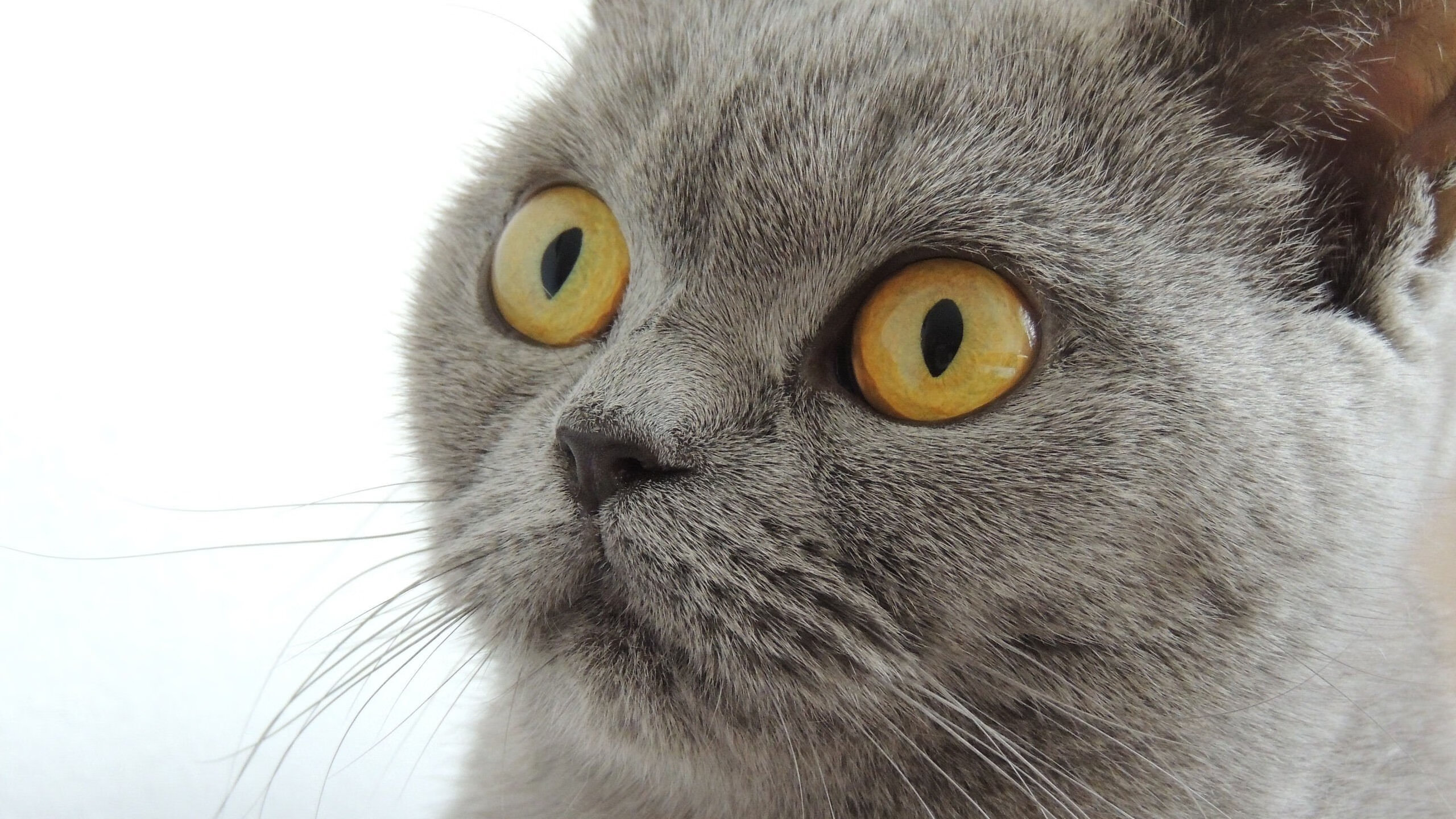 跨界接管，当皮克在巴林赛道复刻诺坎普奇迹