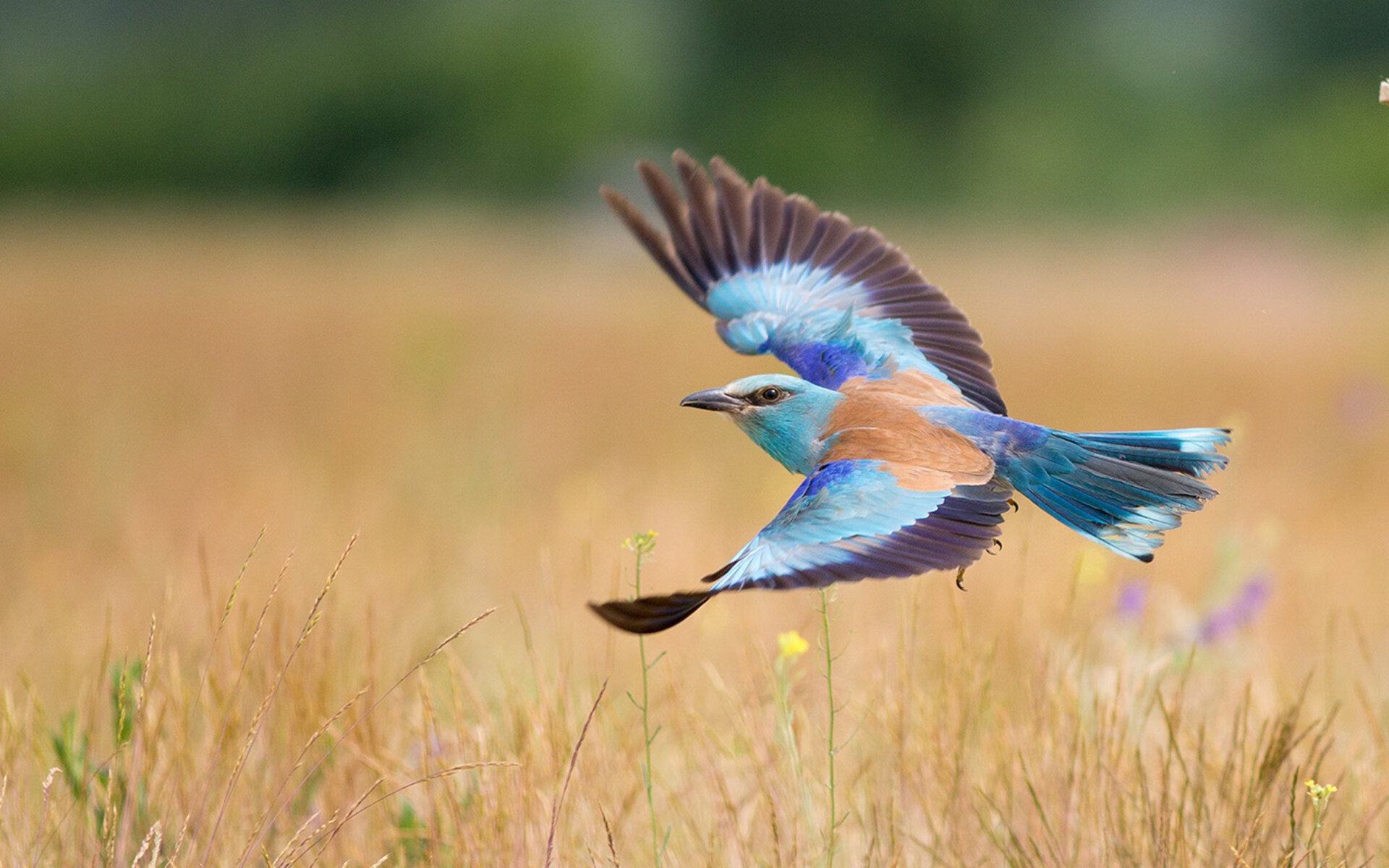 跨联盟对决，灰熊横扫山西，利拉德成胜负手