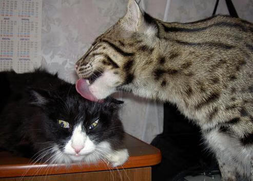 开拓者青年军压境,骑士主场变切特之域,一柱擎天的新王如何雕刻胜利?