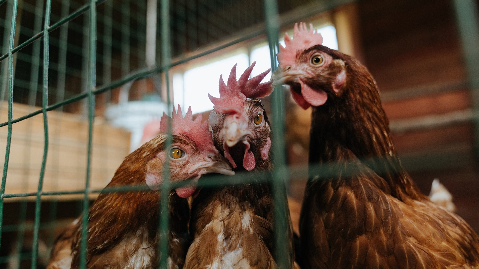 当欧冠遇上字母哥，篮球场上的降维打击让悬念提前终结