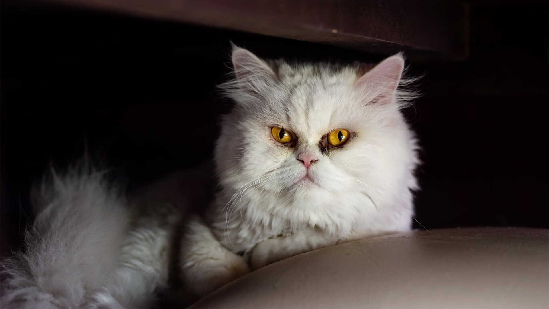 唯一主宰，哈登一手掌控广厦对阵新疆的比赛走势