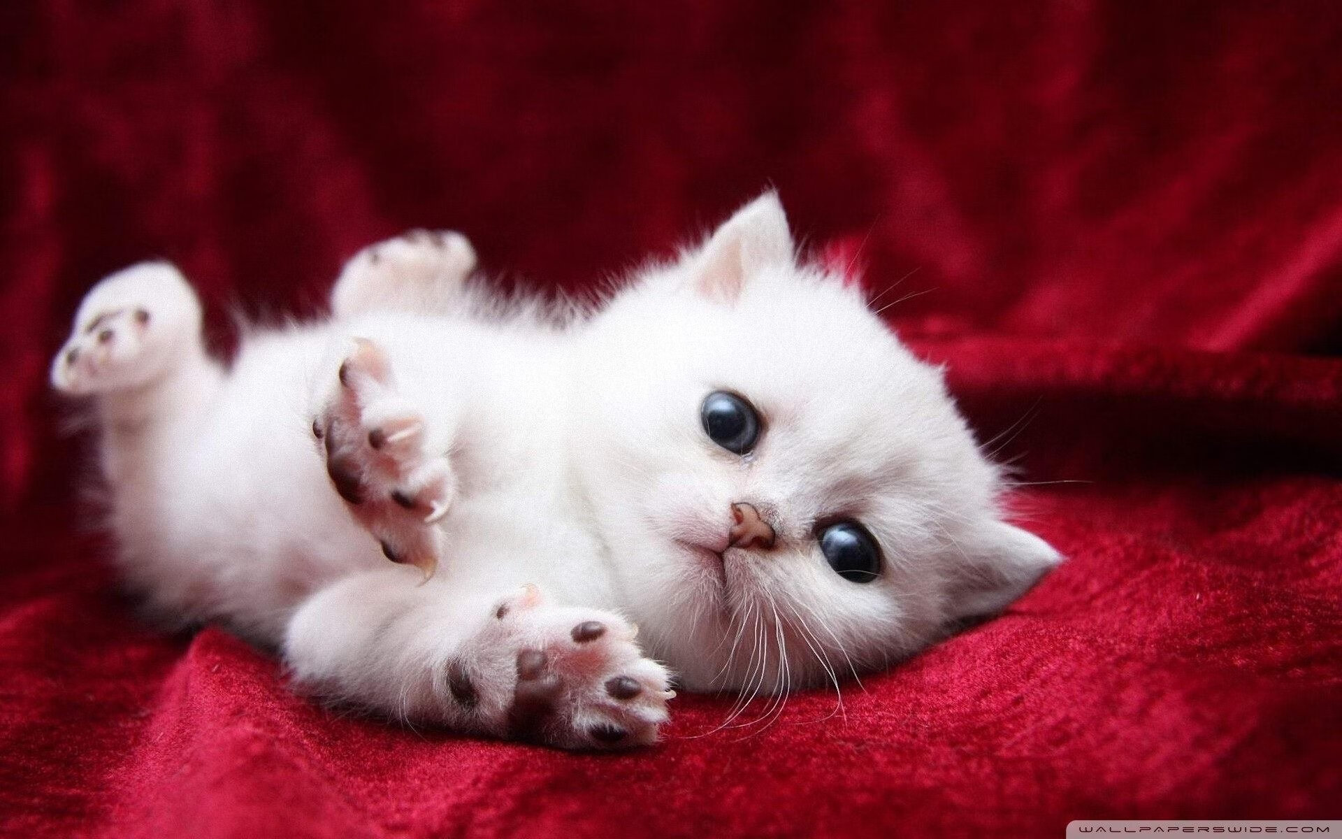 深圳战黄蜂，一场跨界隐喻的胜利，戈贝尔的满分启示录