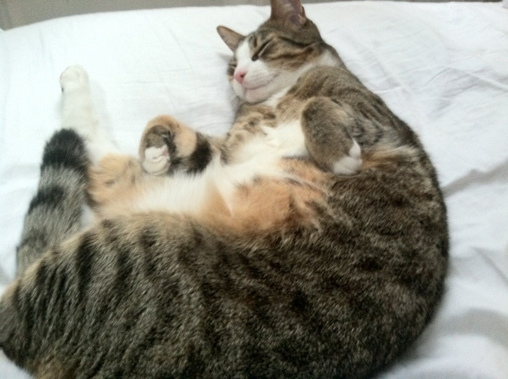 永恒之城击碎红色王朝，京多安双响，佛罗伦萨宿命般横扫曼联