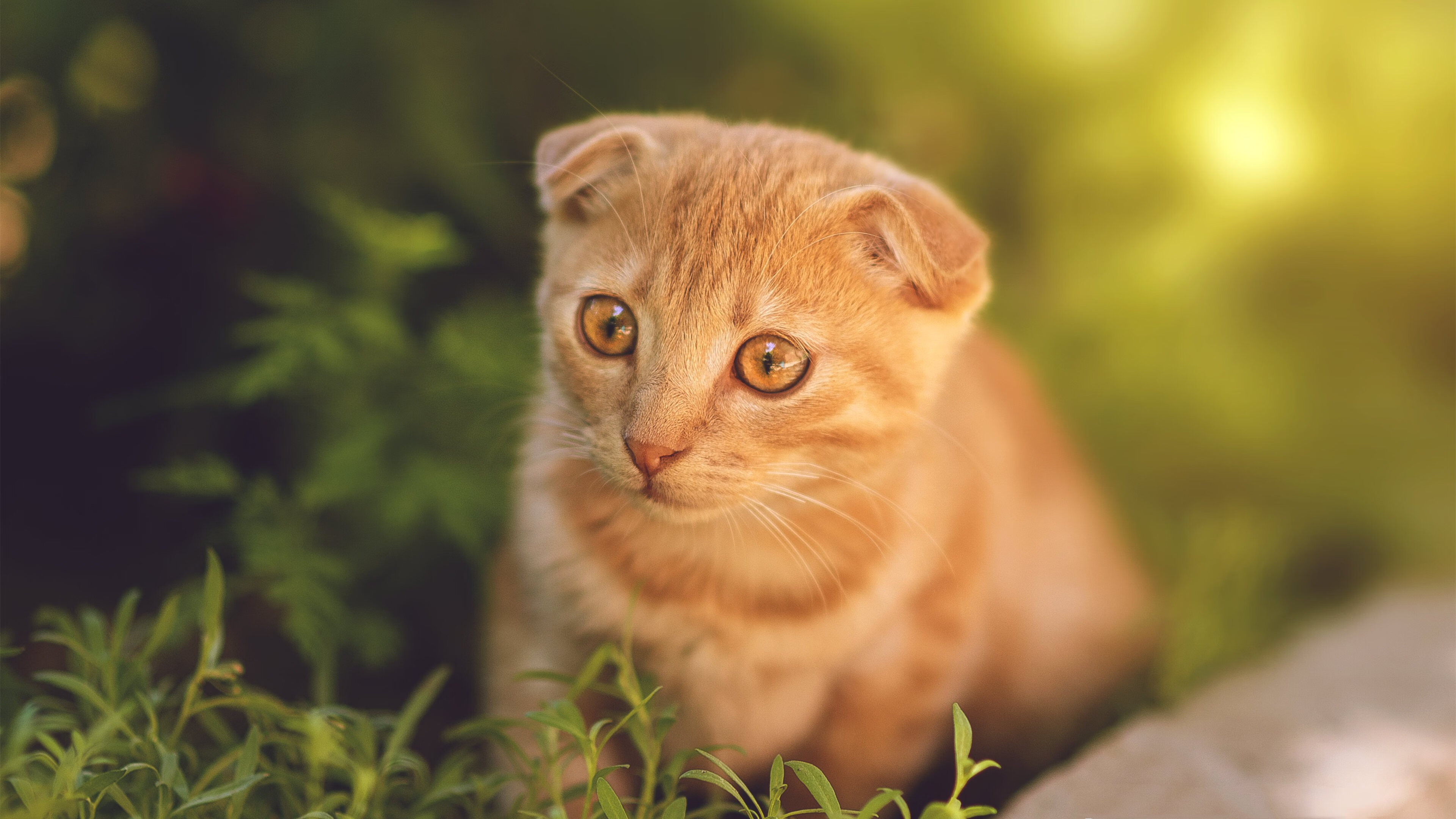 虚拟赛道与真实绿茵，加克波的进站超车与皇家社会的战术封神