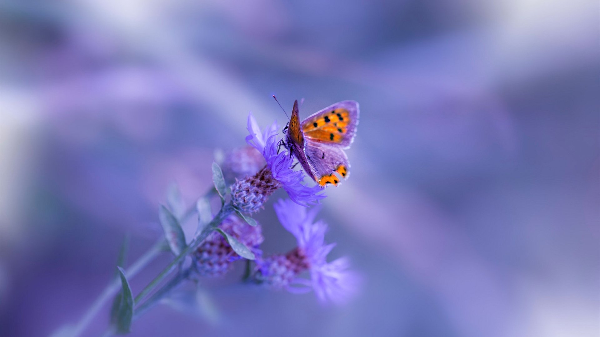 时空裂痕下的绝杀，当拉文在勇士VS湖人时突然降临