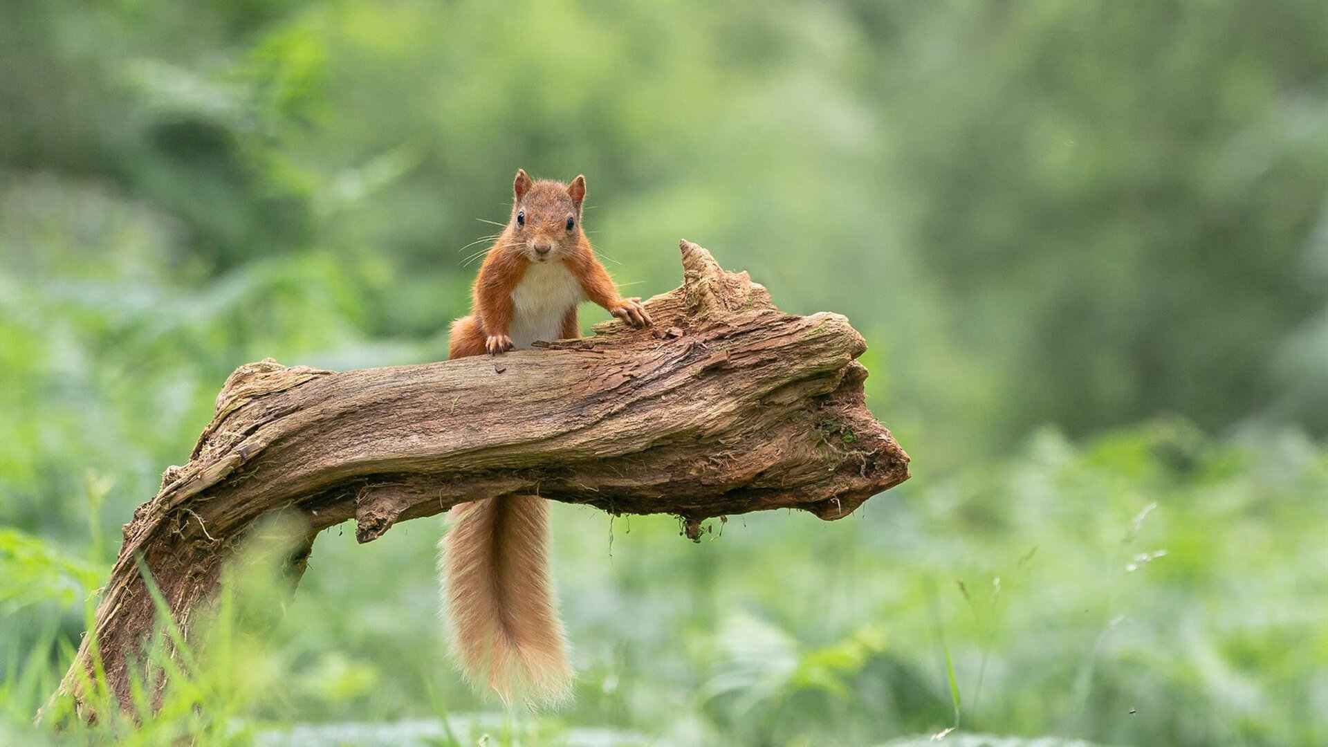 世纪冷门！欧冠淘汰赛颠覆性战役，牙买加神秘力量横扫西班牙足球王朝