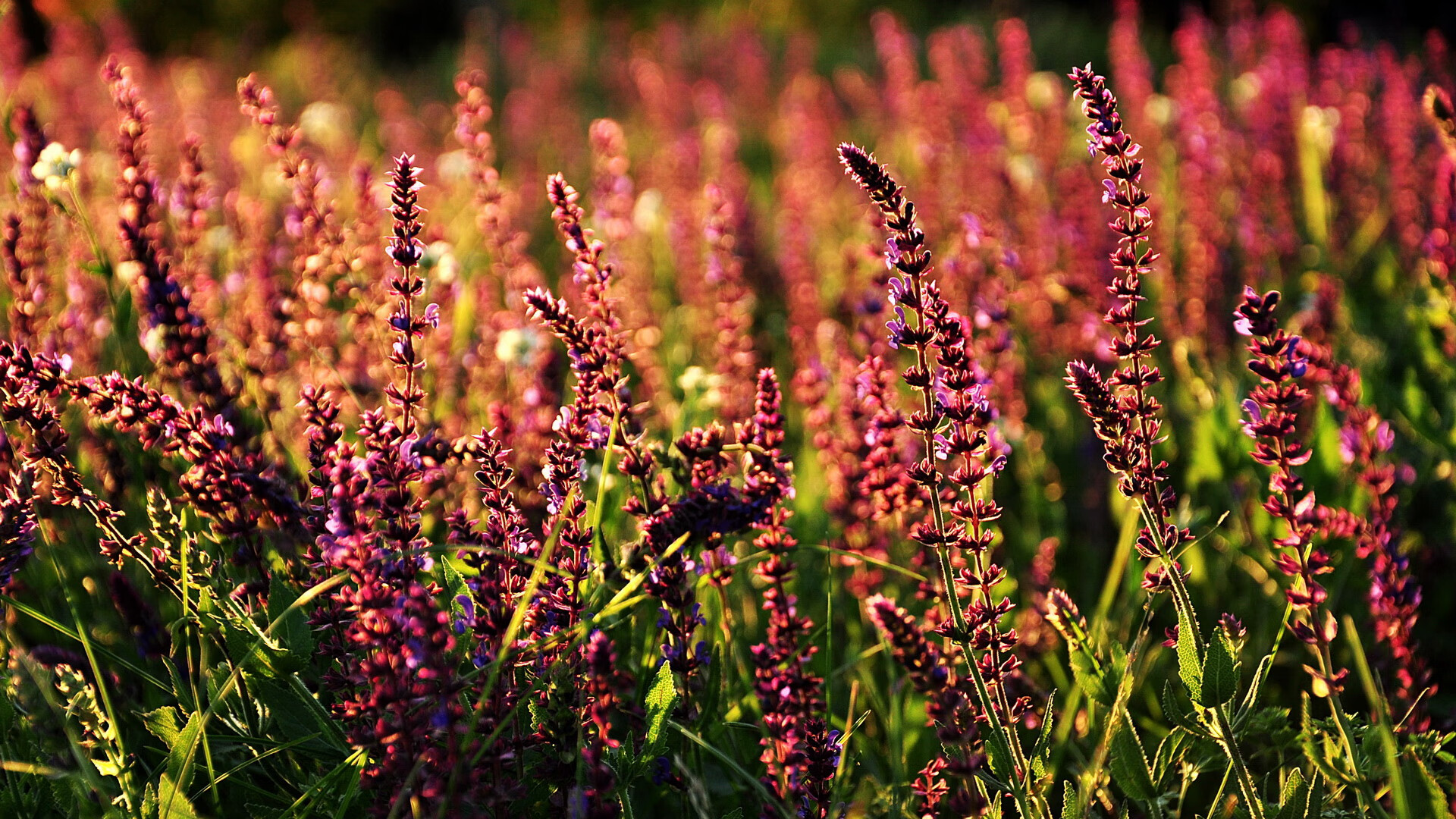 当NBA之夜被冠以欧冠之名,杰伦·格林个人能力如何照亮篮球的淘汰赛时刻