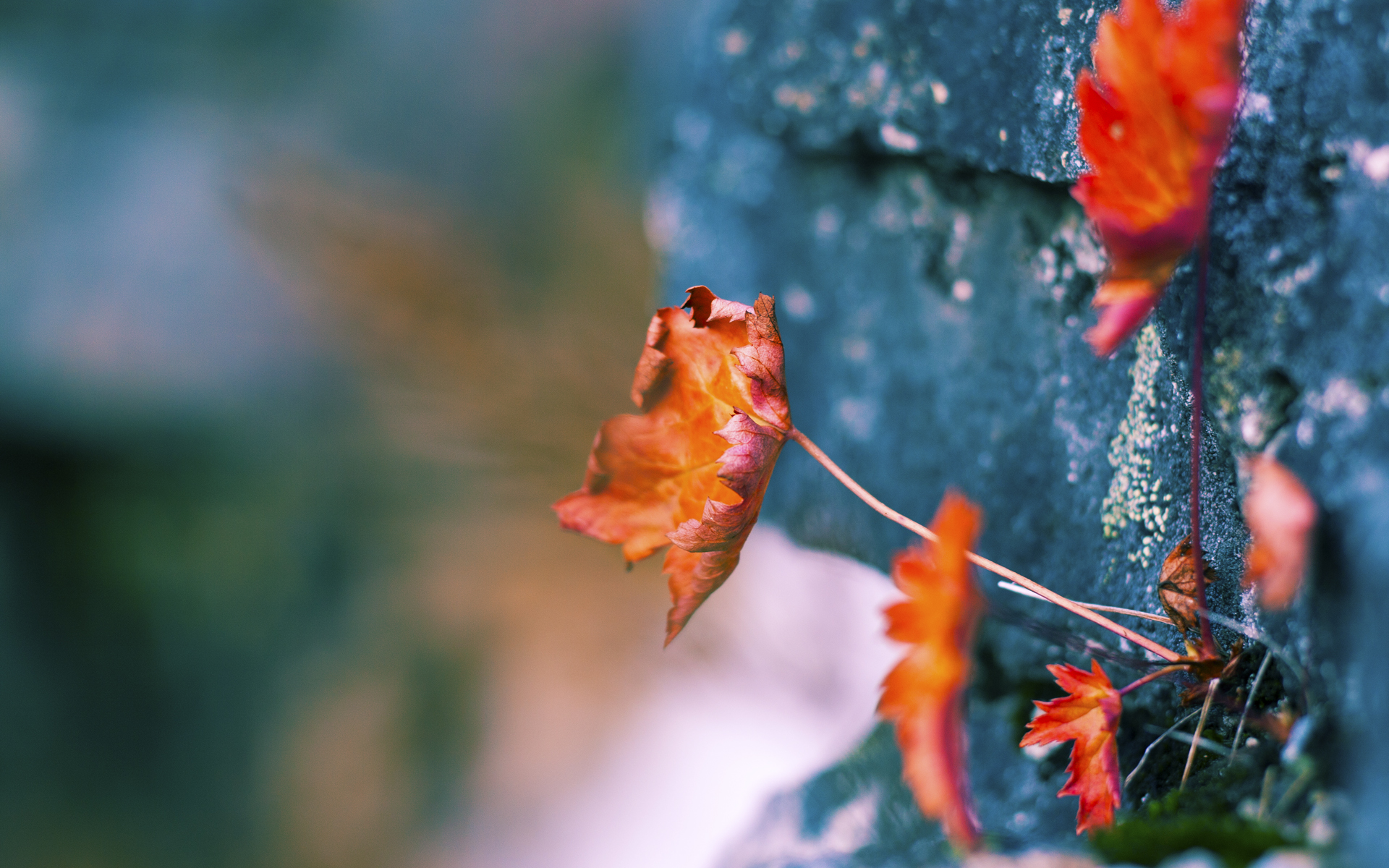 右手篮球，左手方向盘，双线战场上的绝对掌控