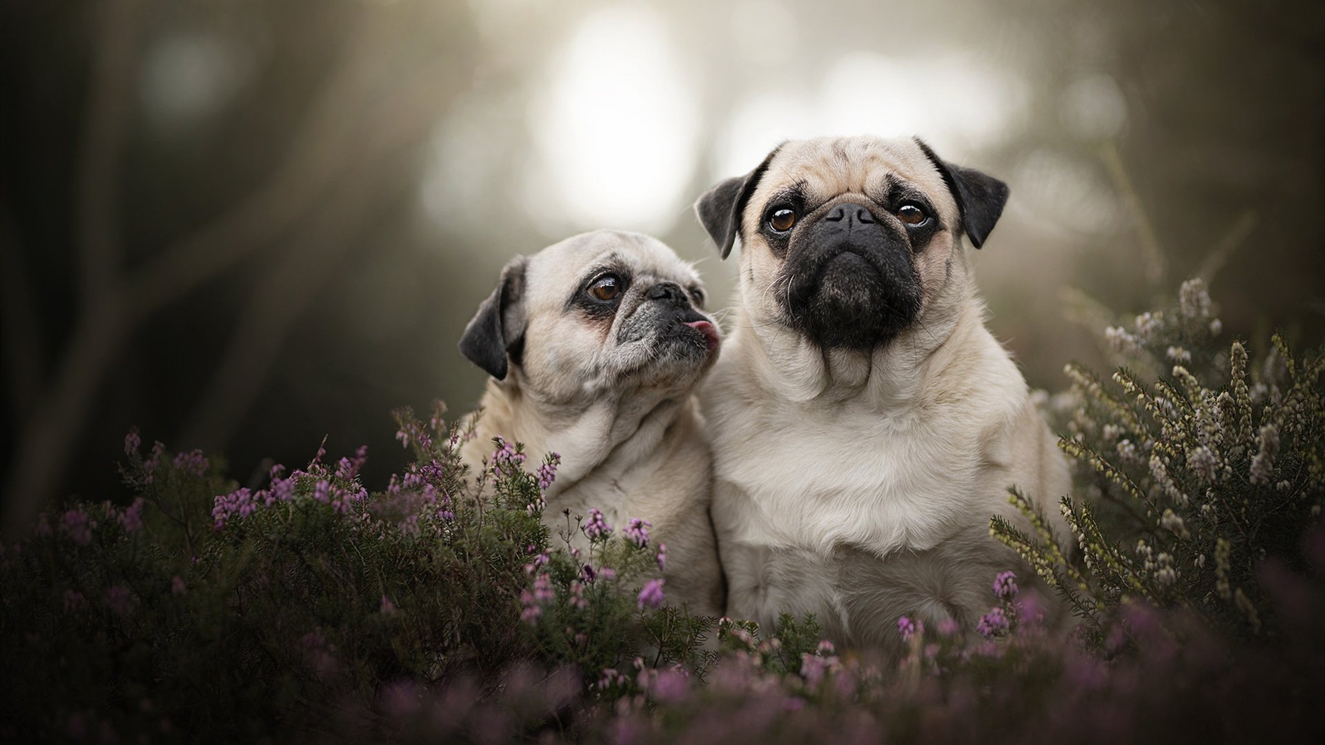 当足球撞碎次元壁,德布劳内左手英超右手总冠军