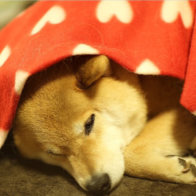 东方库里显神威，吉林决胜时刻三分雨浇灭上海队