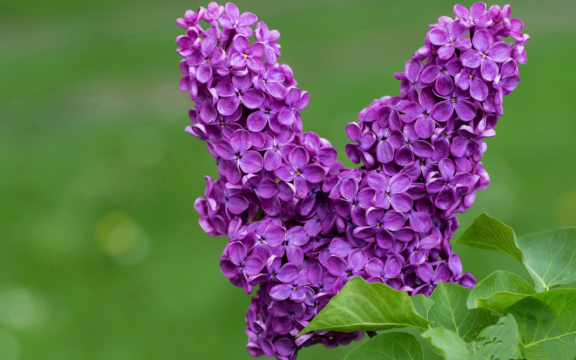 双线速攻,马克西狂飙破雄鹿,浙江闪电战映东方速度