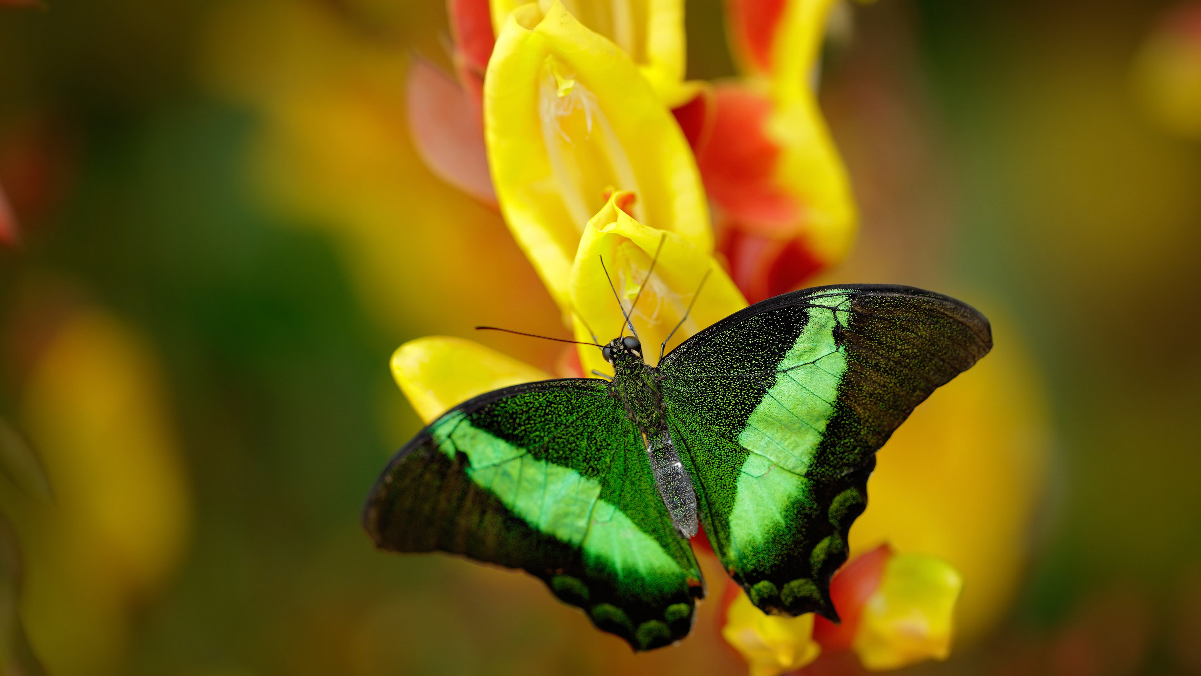 南美狂飙与非洲绝杀,一夜之间,足球如何用两场比赛重写命运