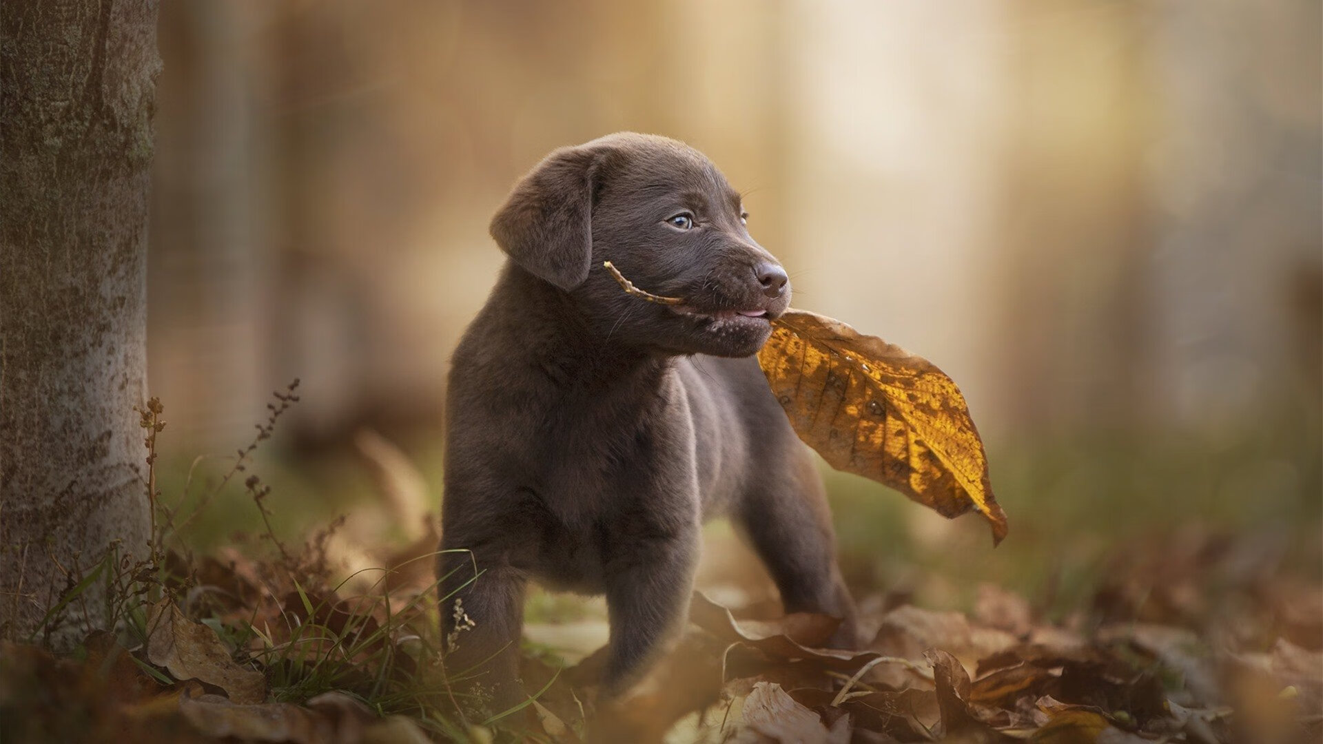 红与橙的交响，当卢卡库在国家德比中加冕，荷兰在荆棘路上重生